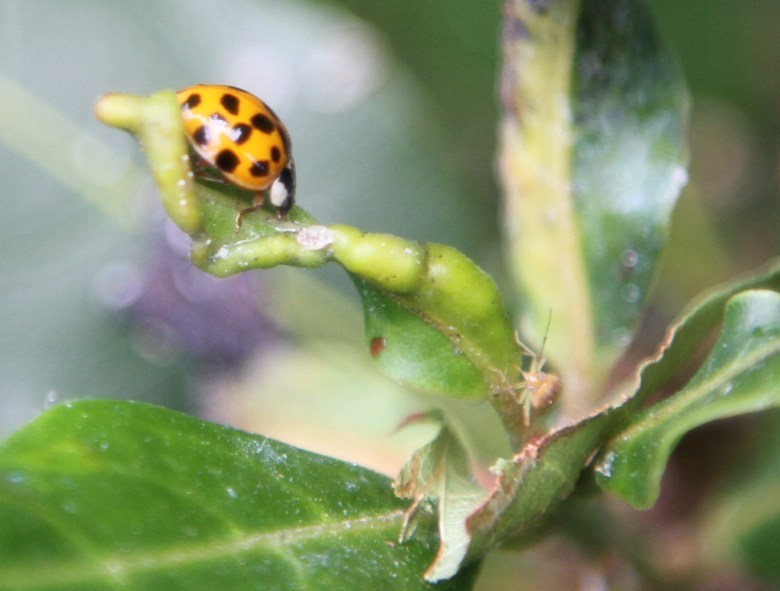 Ladybird drinking whilst being watched