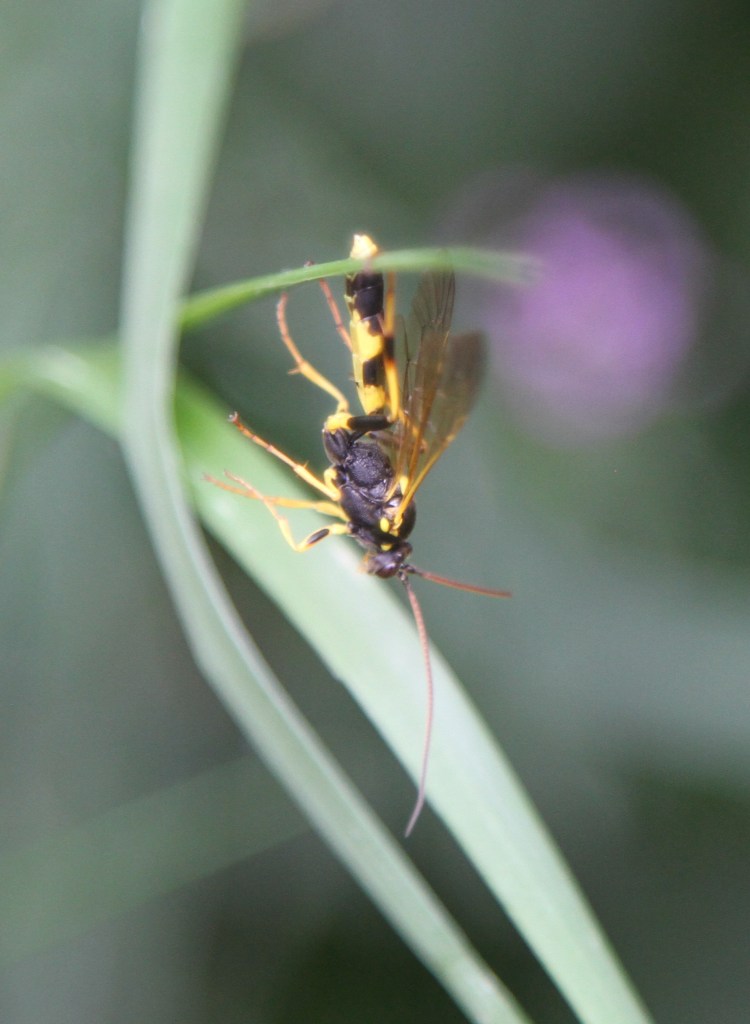 Wasp hanging from a leaf