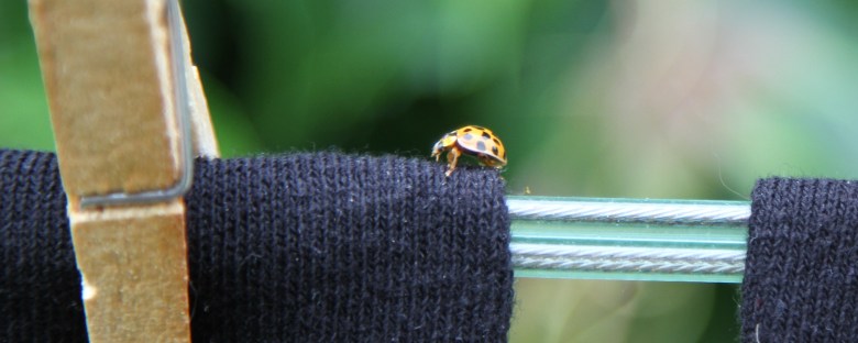 Washing with visitor