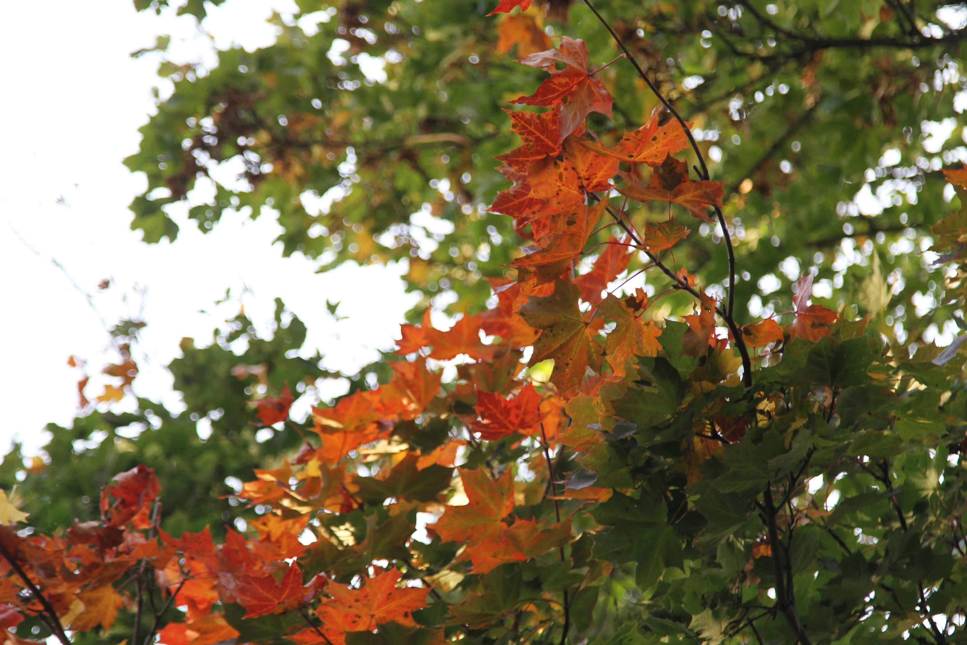 A streak of autumnal colours through the trees