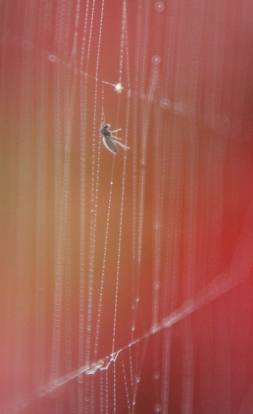 Glistening web with tiny water droplets