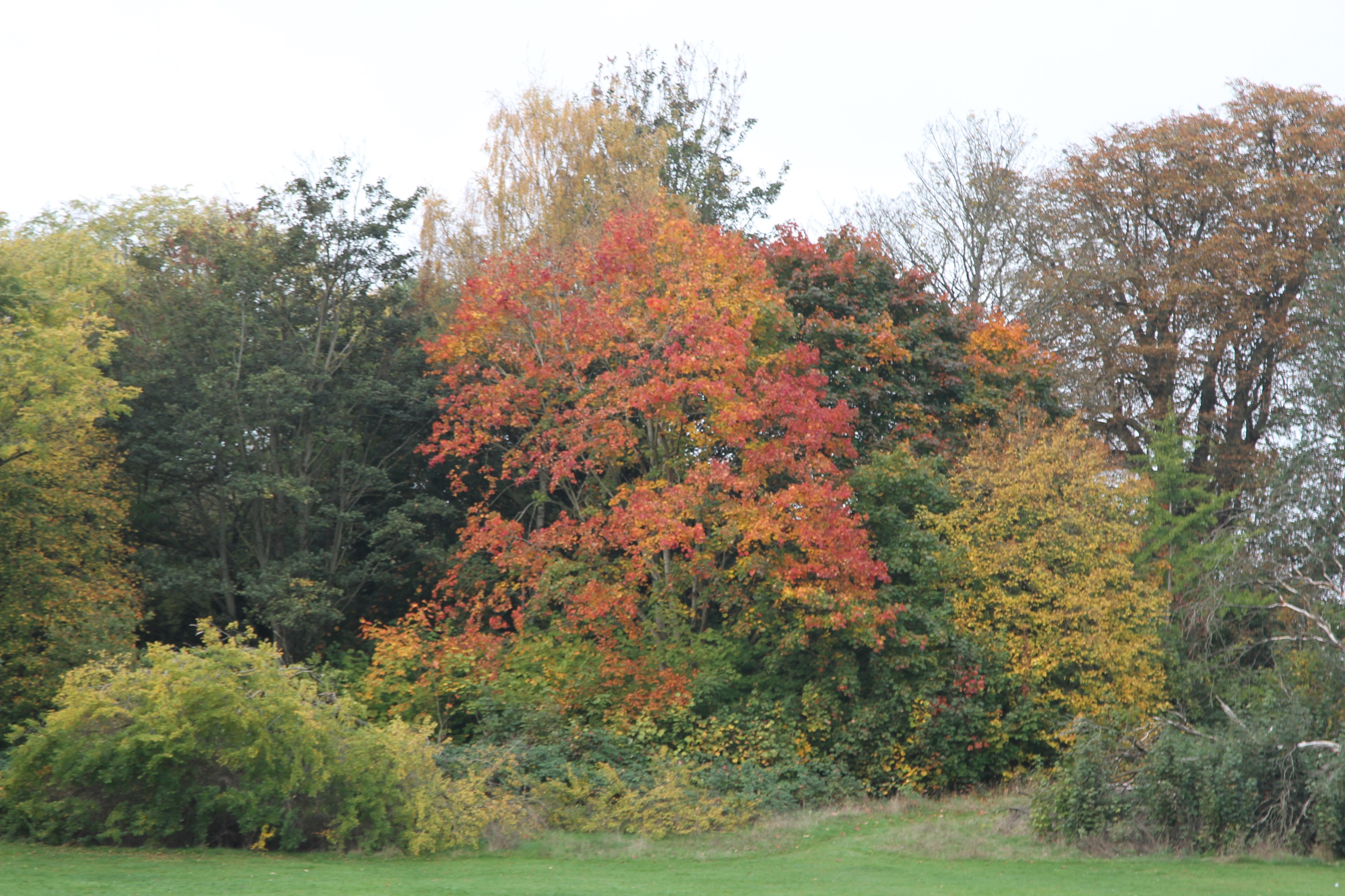 Autumn colours in the park