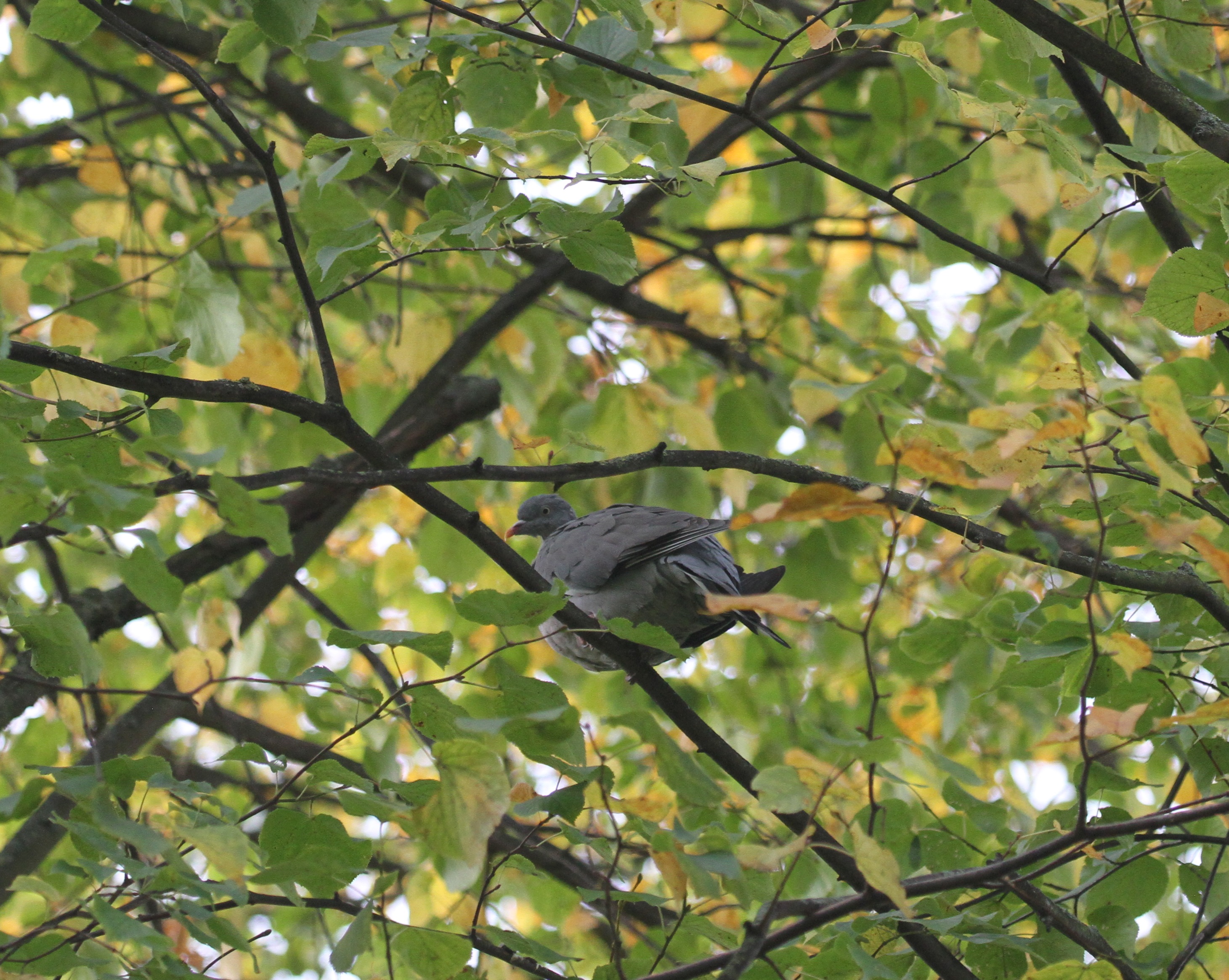 Woodpigeon in a changing tree