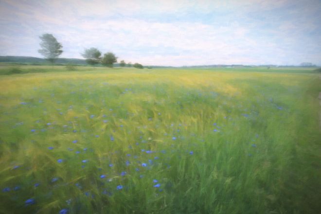 Field with light wind