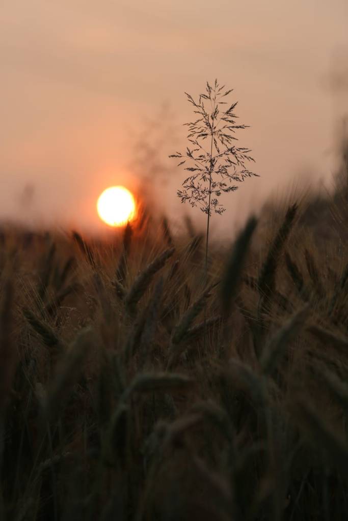Sunset over field