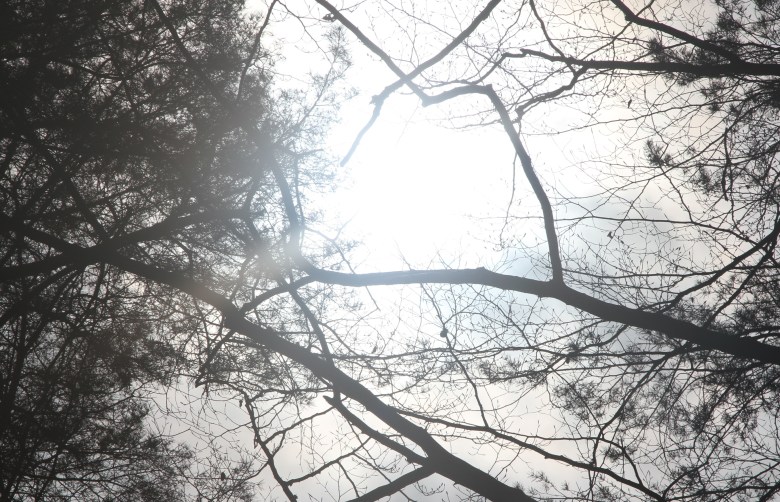 Spring sunshine through trees
