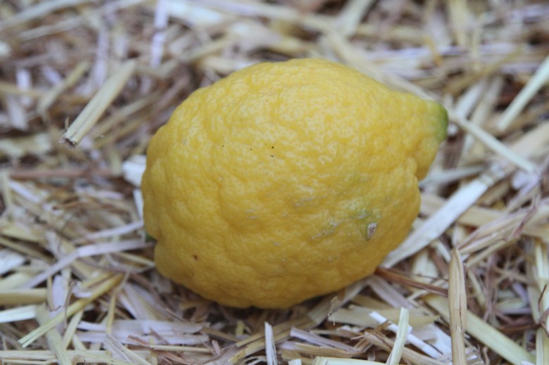 Sicilian Lemon
