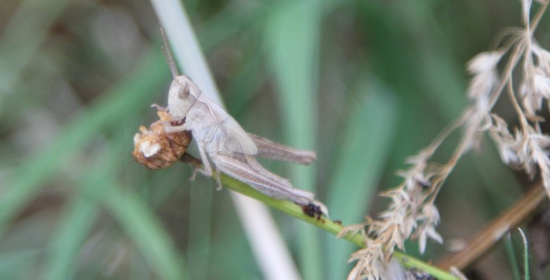 Grasshopper