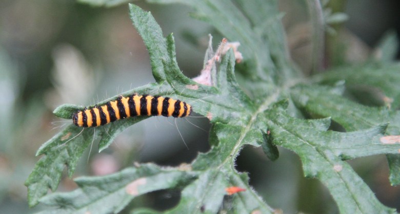 Caterpillar