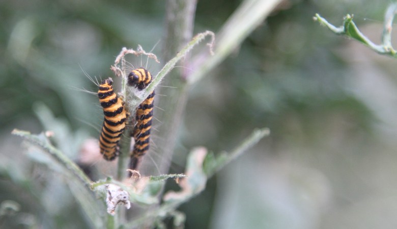 Caterpillars